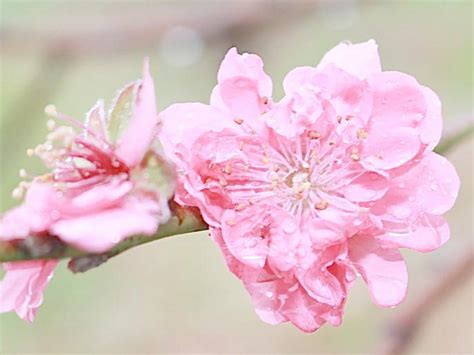 桃花旺|八字命理中十九种桃花